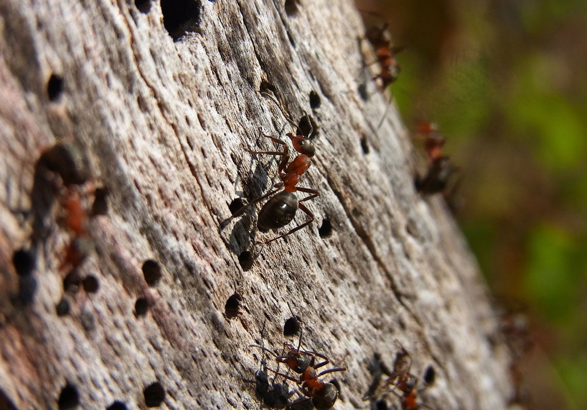 Residential Pest Control in Shoreview, MN