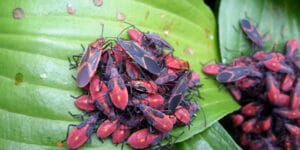 Box elder bug removal in Minnetonka, MN