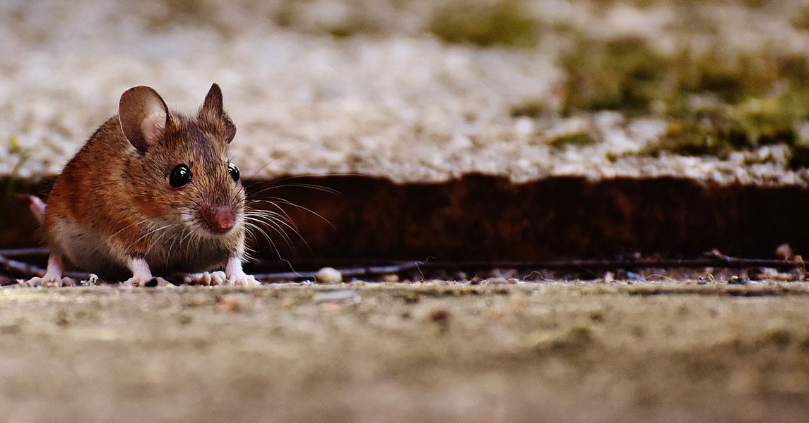 Residential Pest Control in Orono, MN