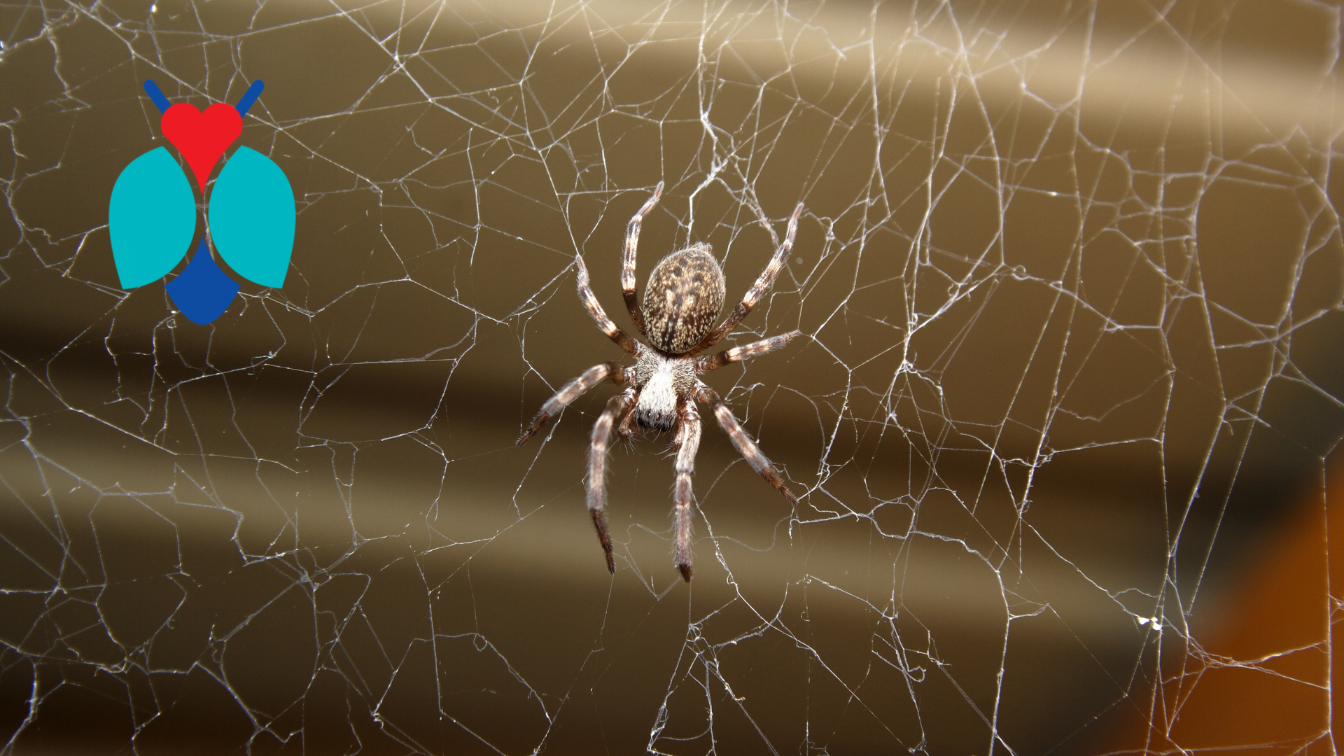 An abundant harvest of spiders blog