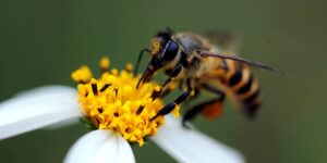 Bee exterminator in Wayzata, MN