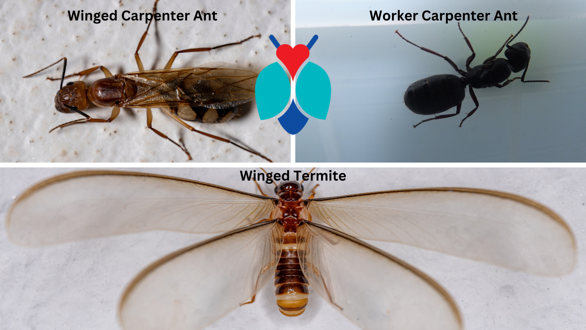 termites aren't carpenter ants blog post