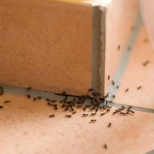 Ants inside kitchen in Minnetonka