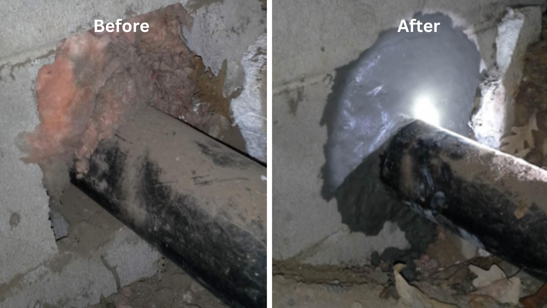 Before and After Mouse Seal Up