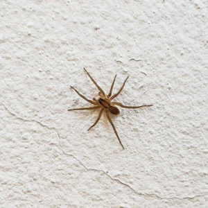Common House Spider in Wayzata