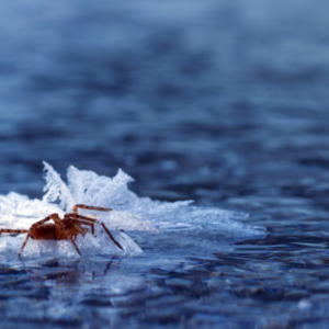 Minnesota Spider surviving in winter