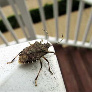 stink bugs inside in Plymouth