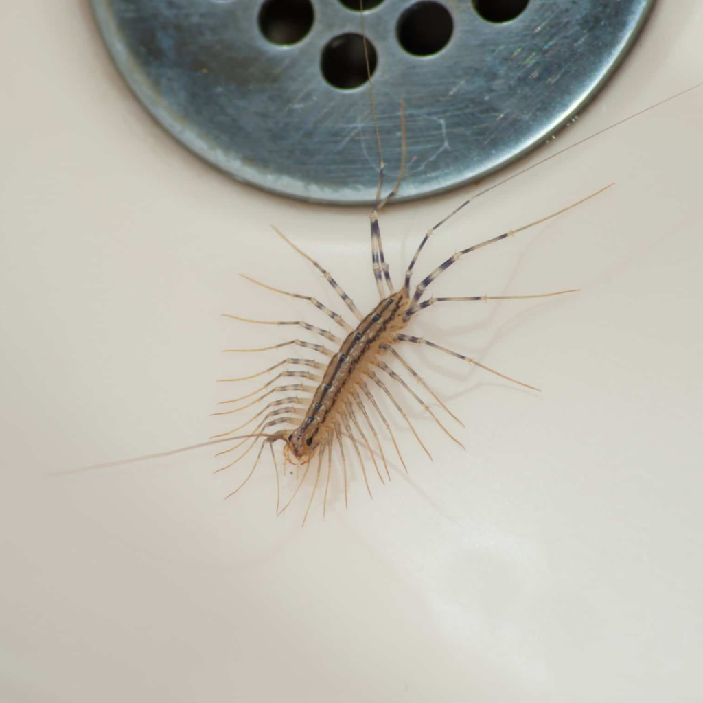 house centipede in drain