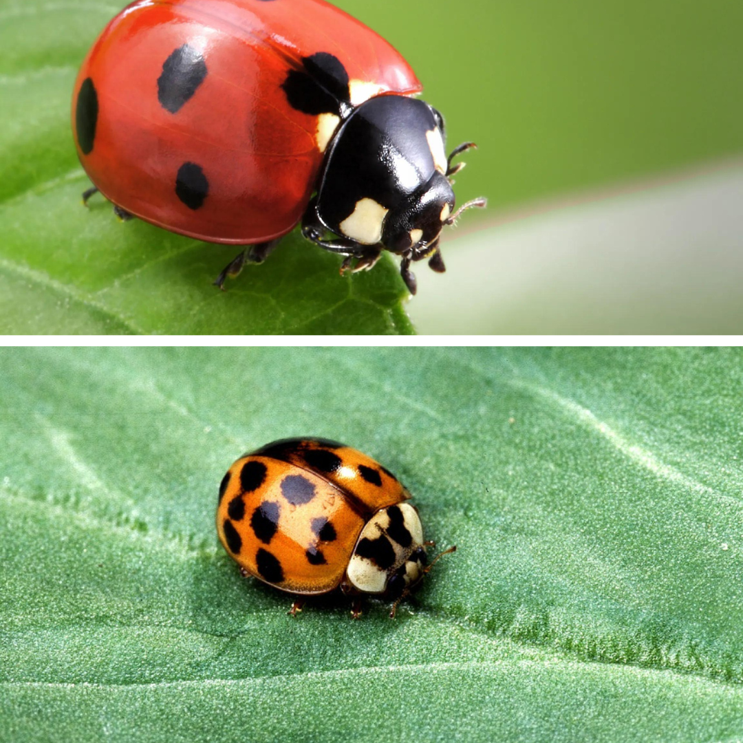Ladybug vs. Asian Lady Beetle