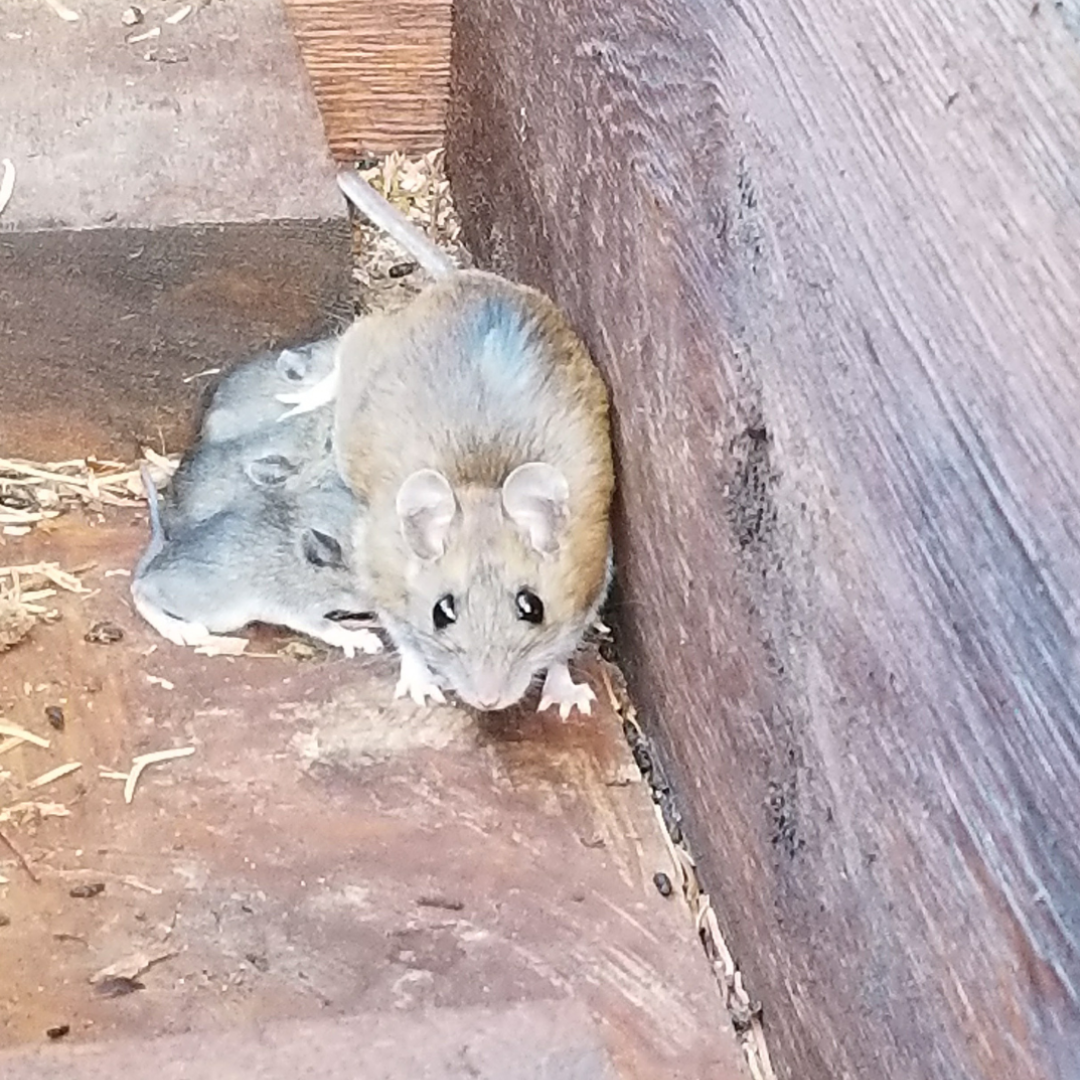 Deer mouse with pups