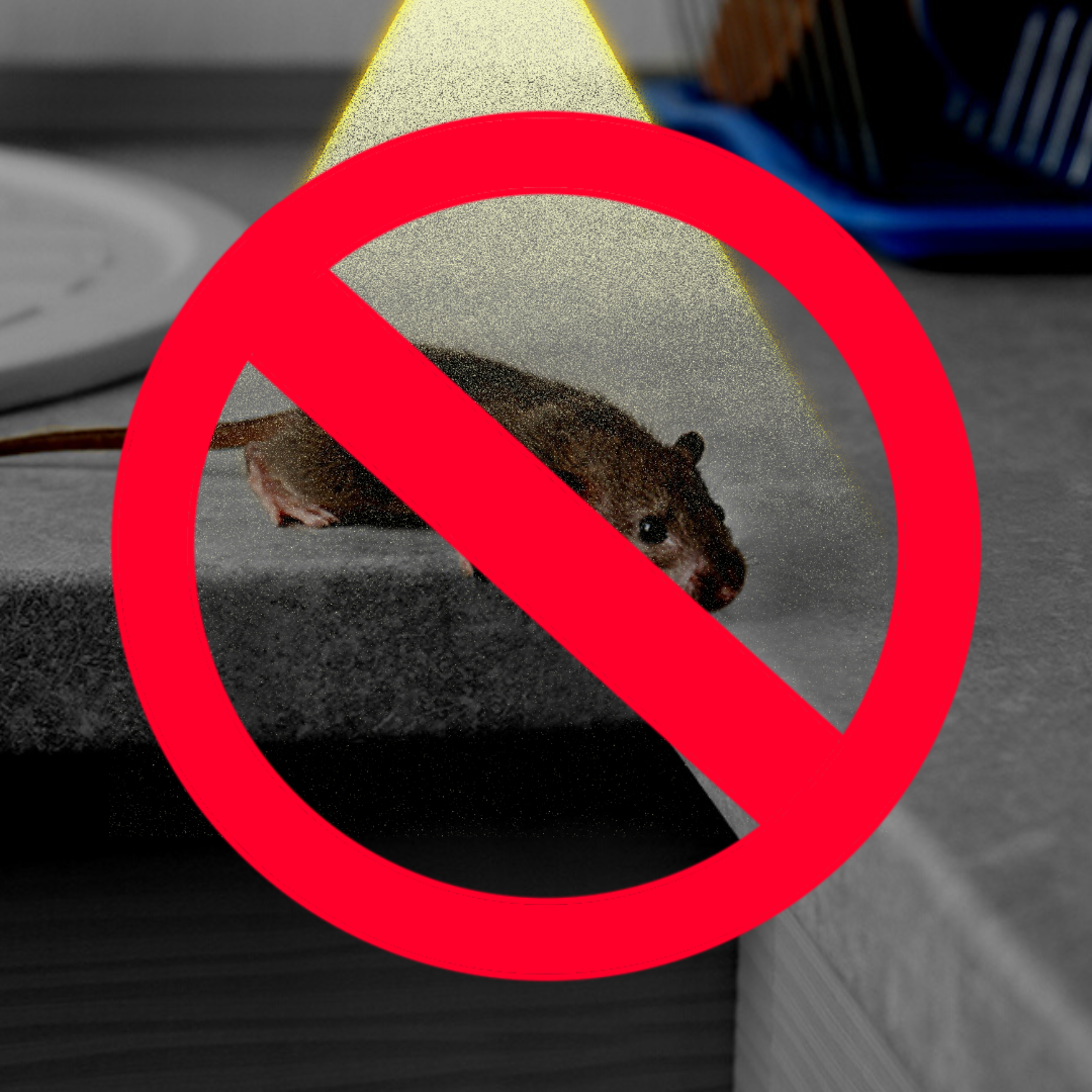 How to Keep Mice Out of the House: Myths & Facts