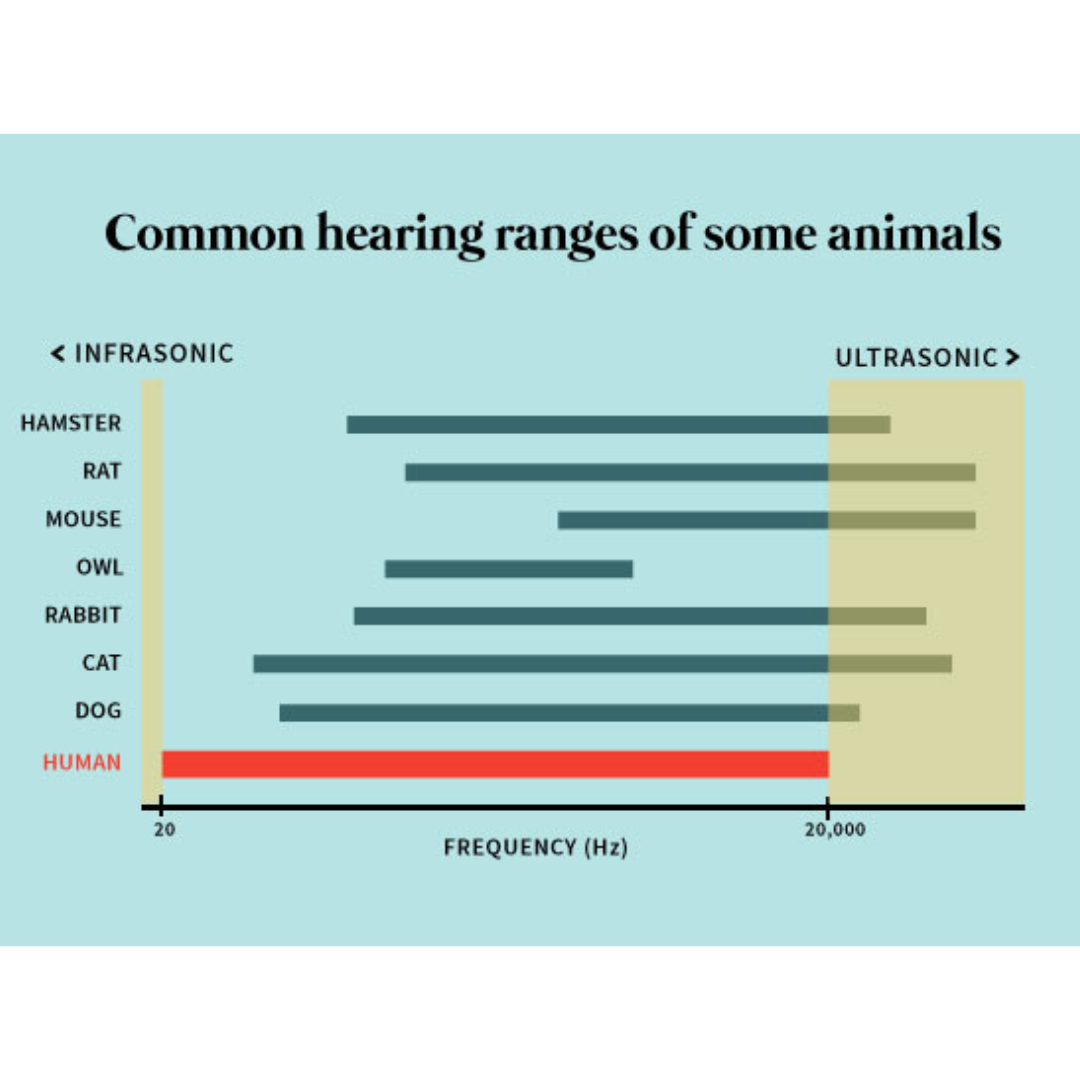 ultrasonic sound chart