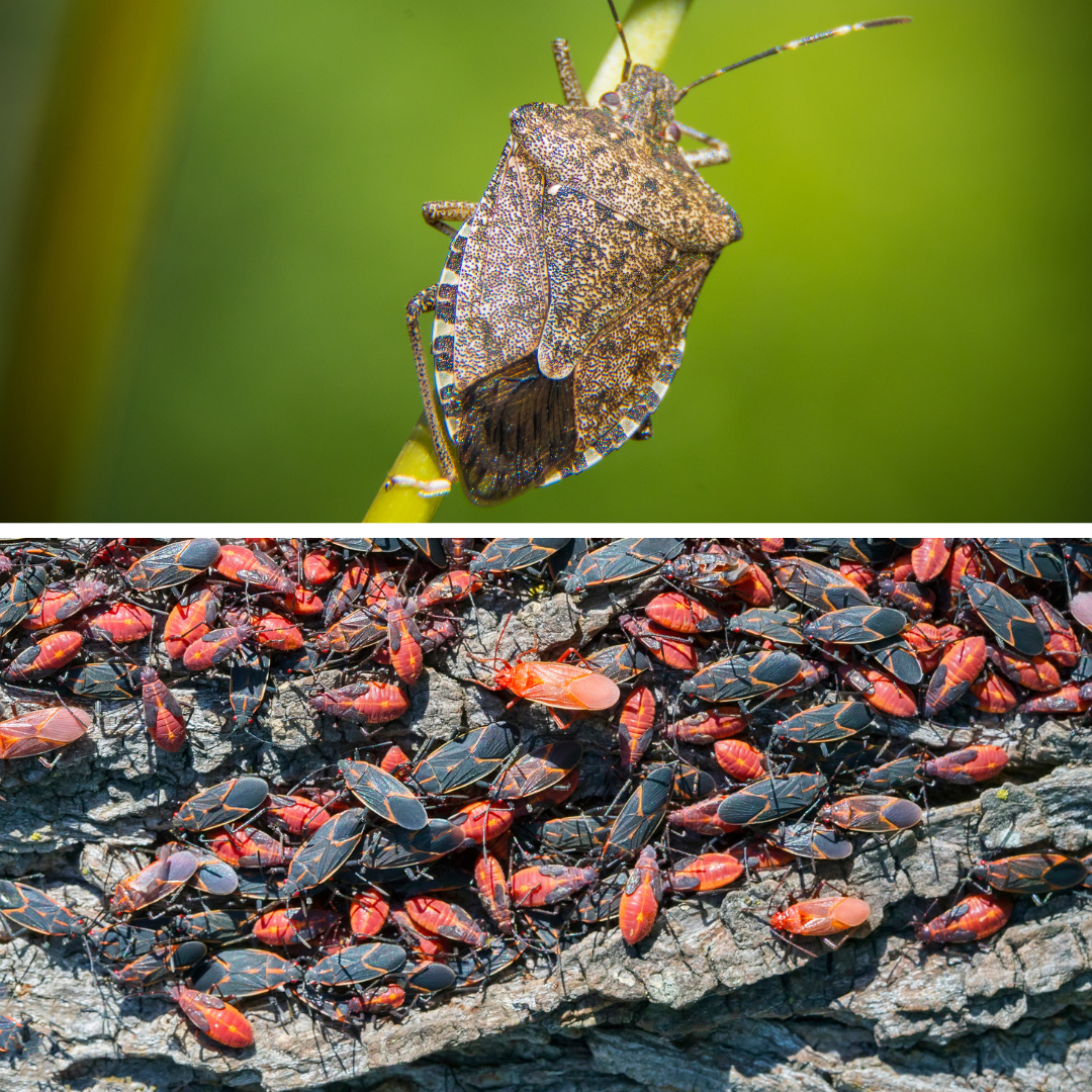 Boxelder bug and stink bugs in Minnesota
