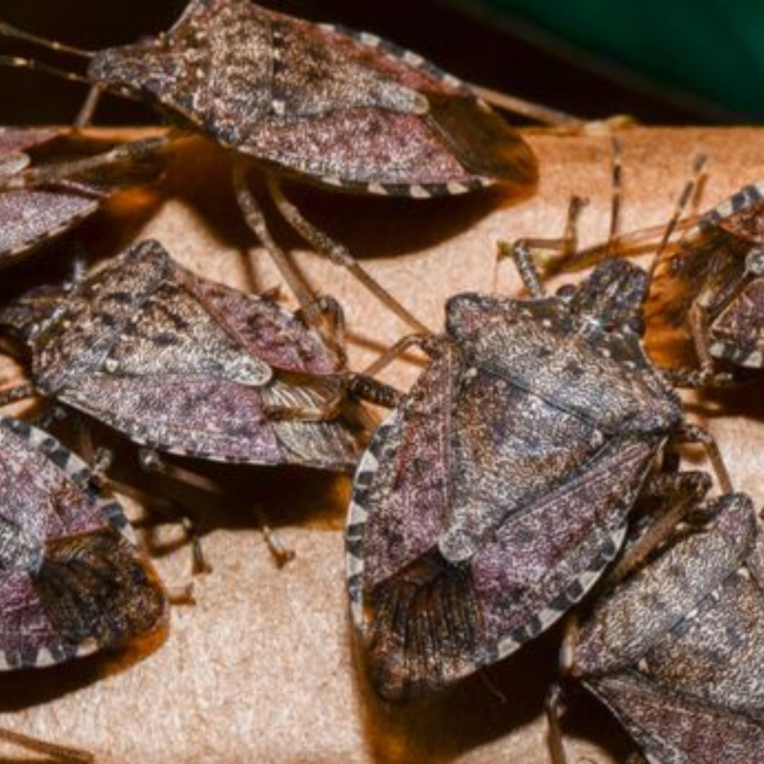 Stink bugs clustering