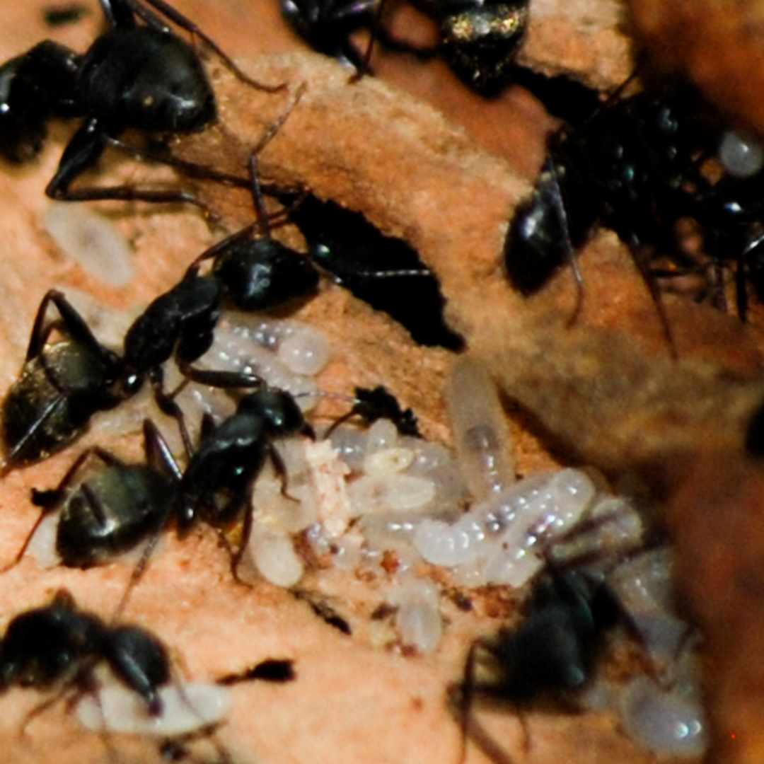 carpenter ant behavior