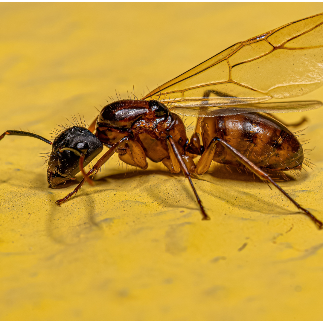 carpenter ant reproduction