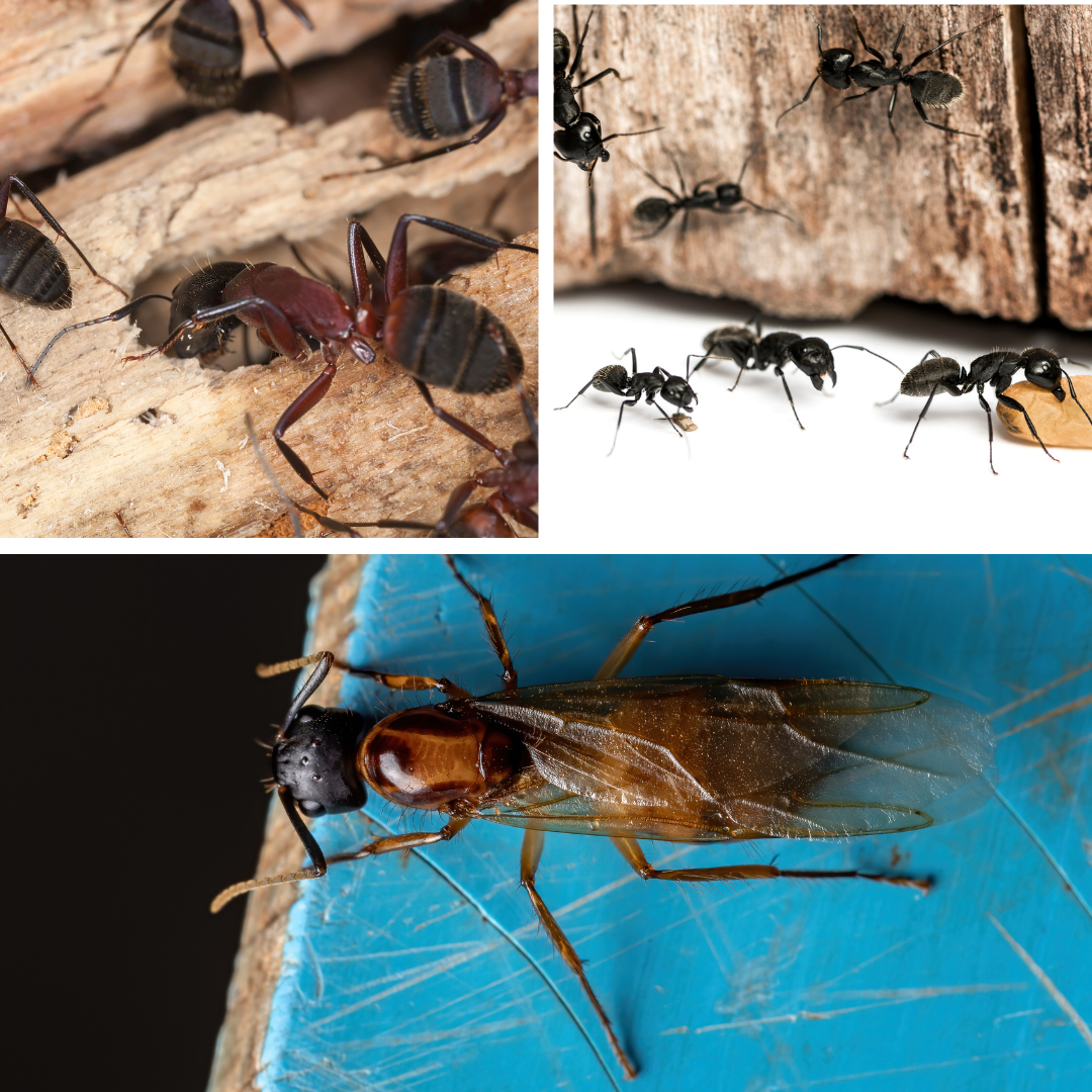 Variations of carpenter ants