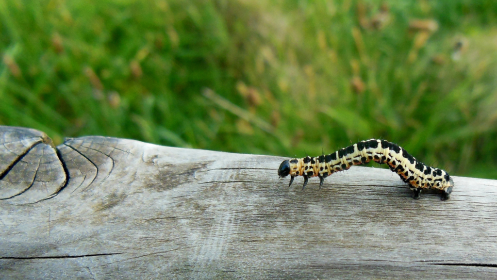 caterpillar on log