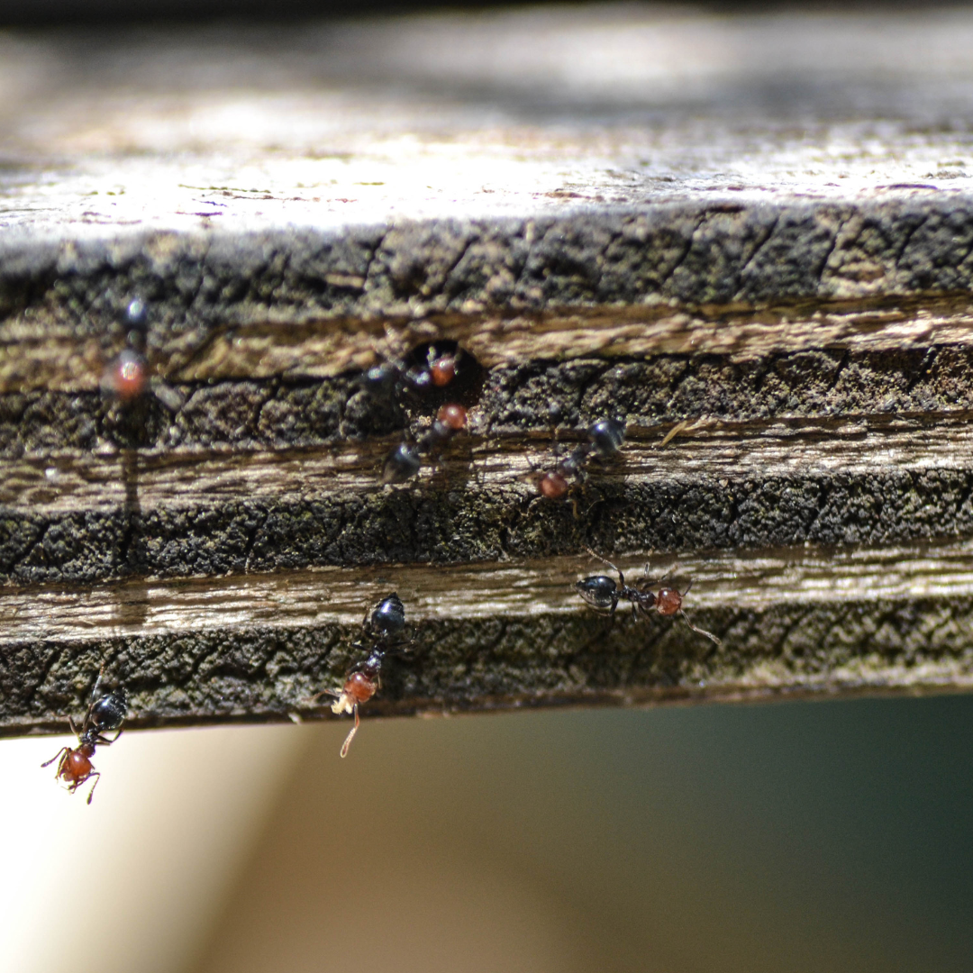 Acrobat ant behavior