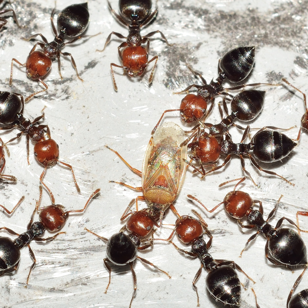Acrobat ant behavior