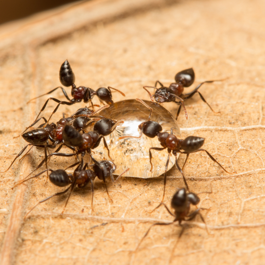 Acrobat ant identification