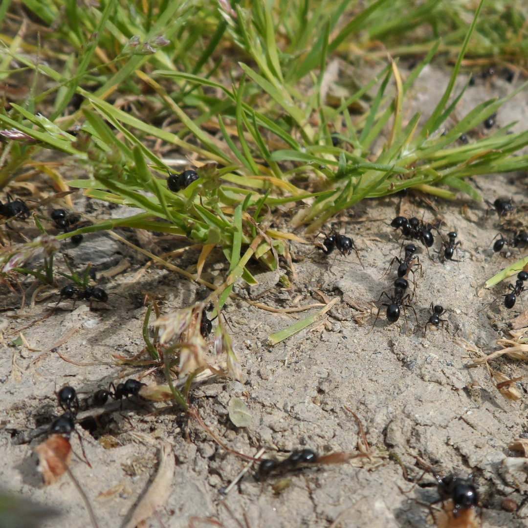 Field Ant Behavior