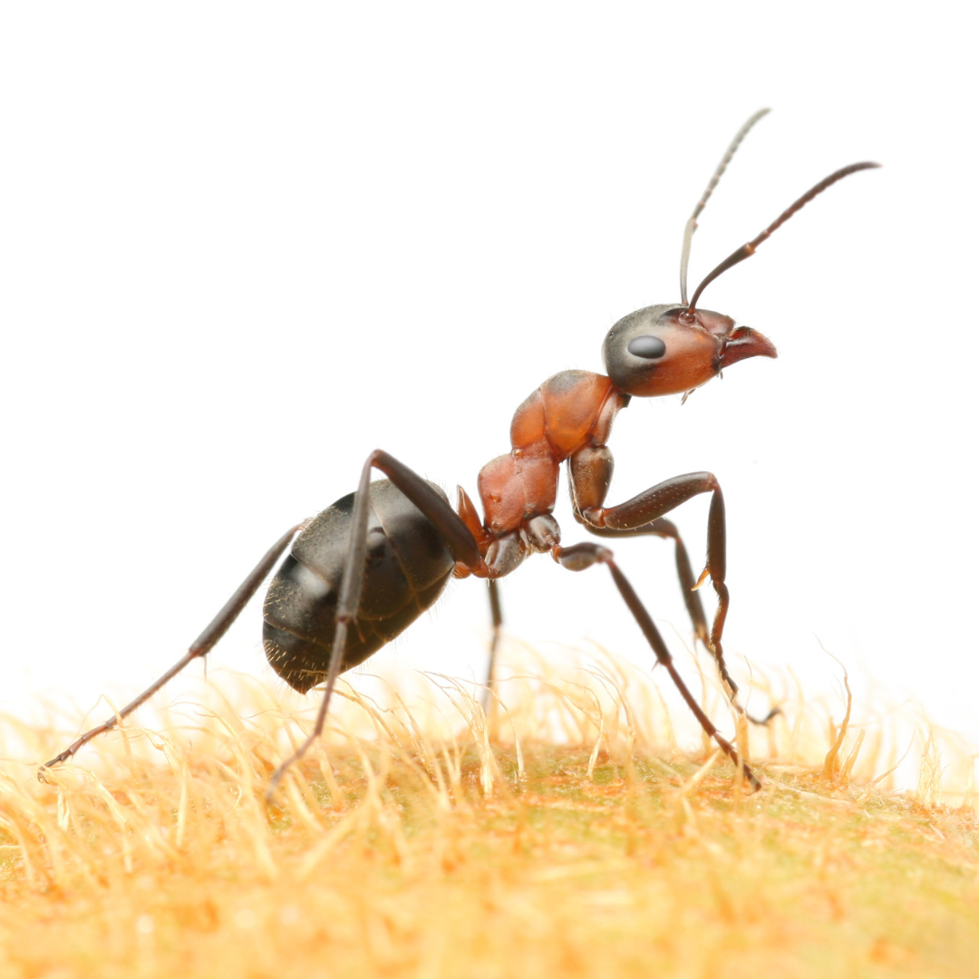 Field ant appearance