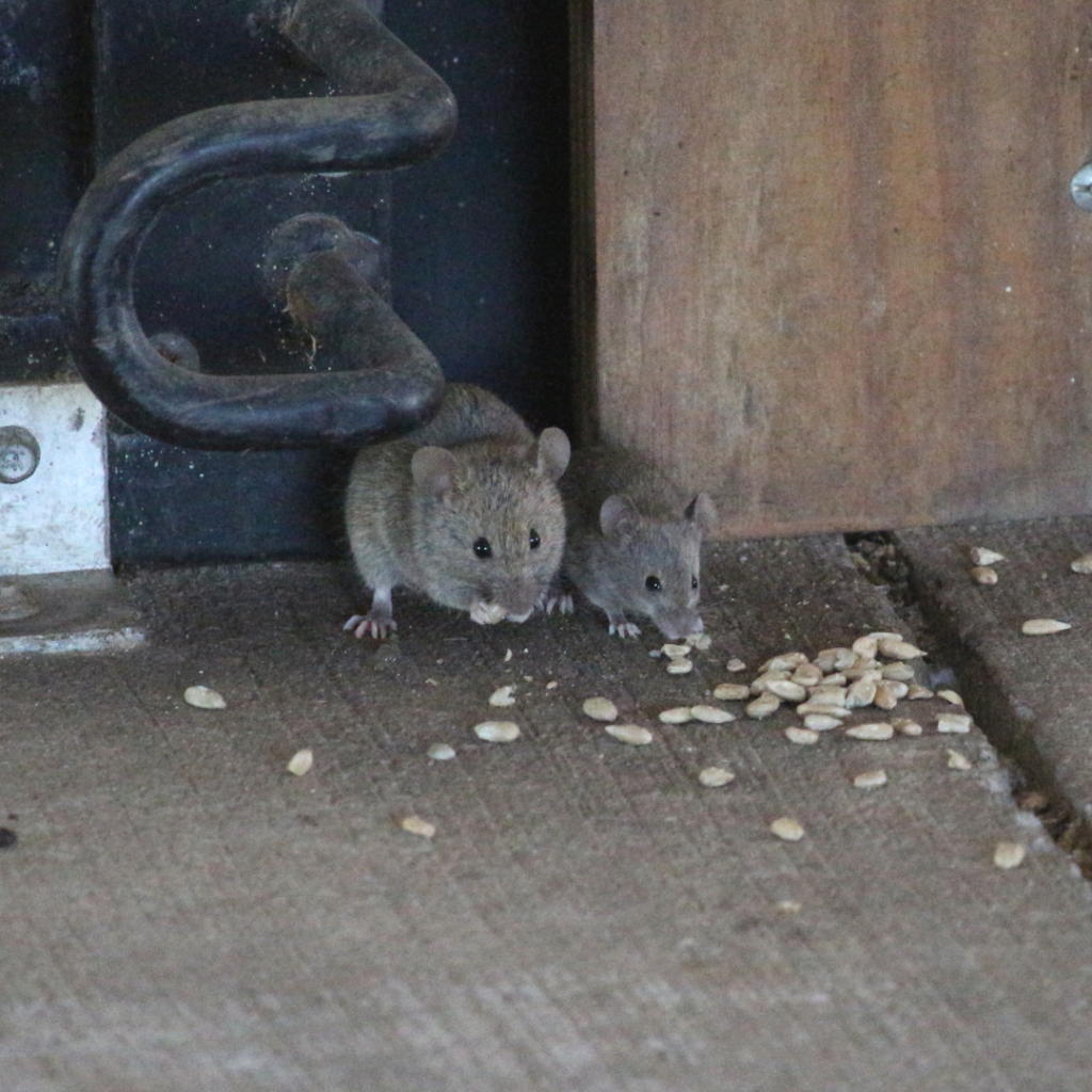 Mouse behavior in Eden Prairie Minnesota