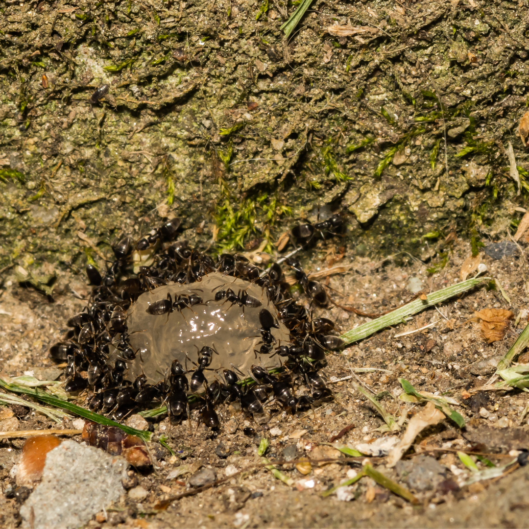 Odorous House Ant Behavior