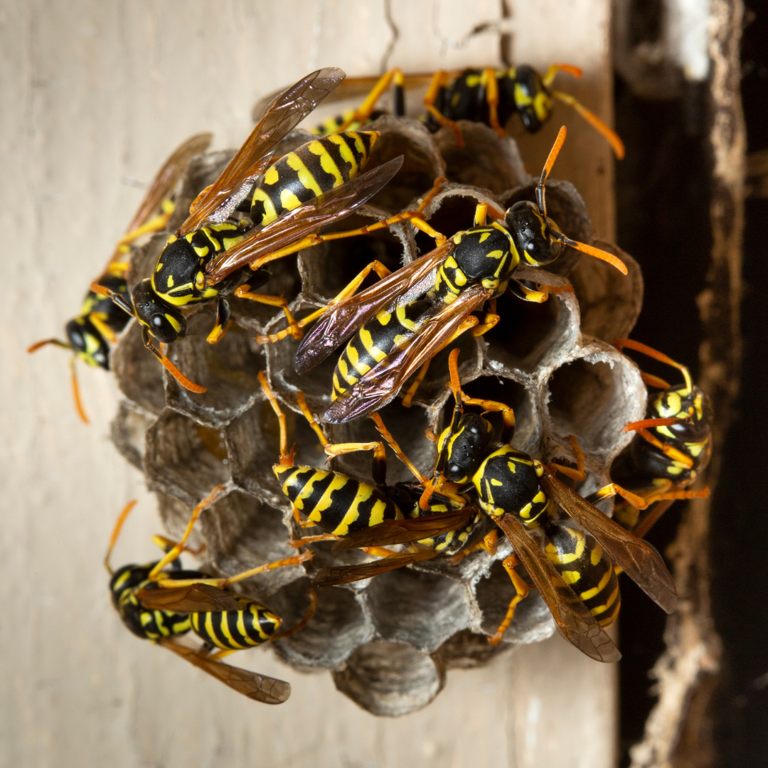 Paper wasps in Edina Minnesota