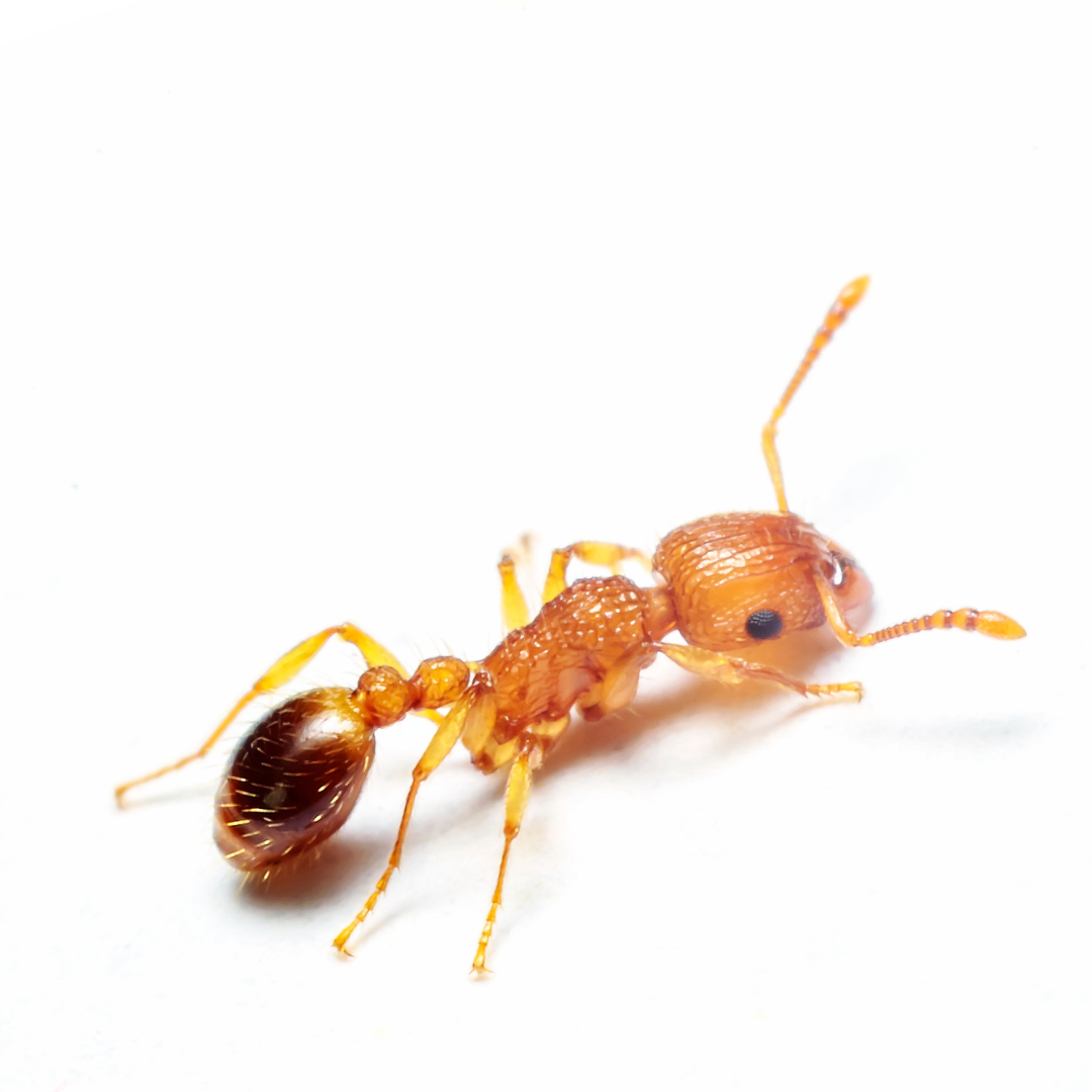 Pharaoh Ants appearance