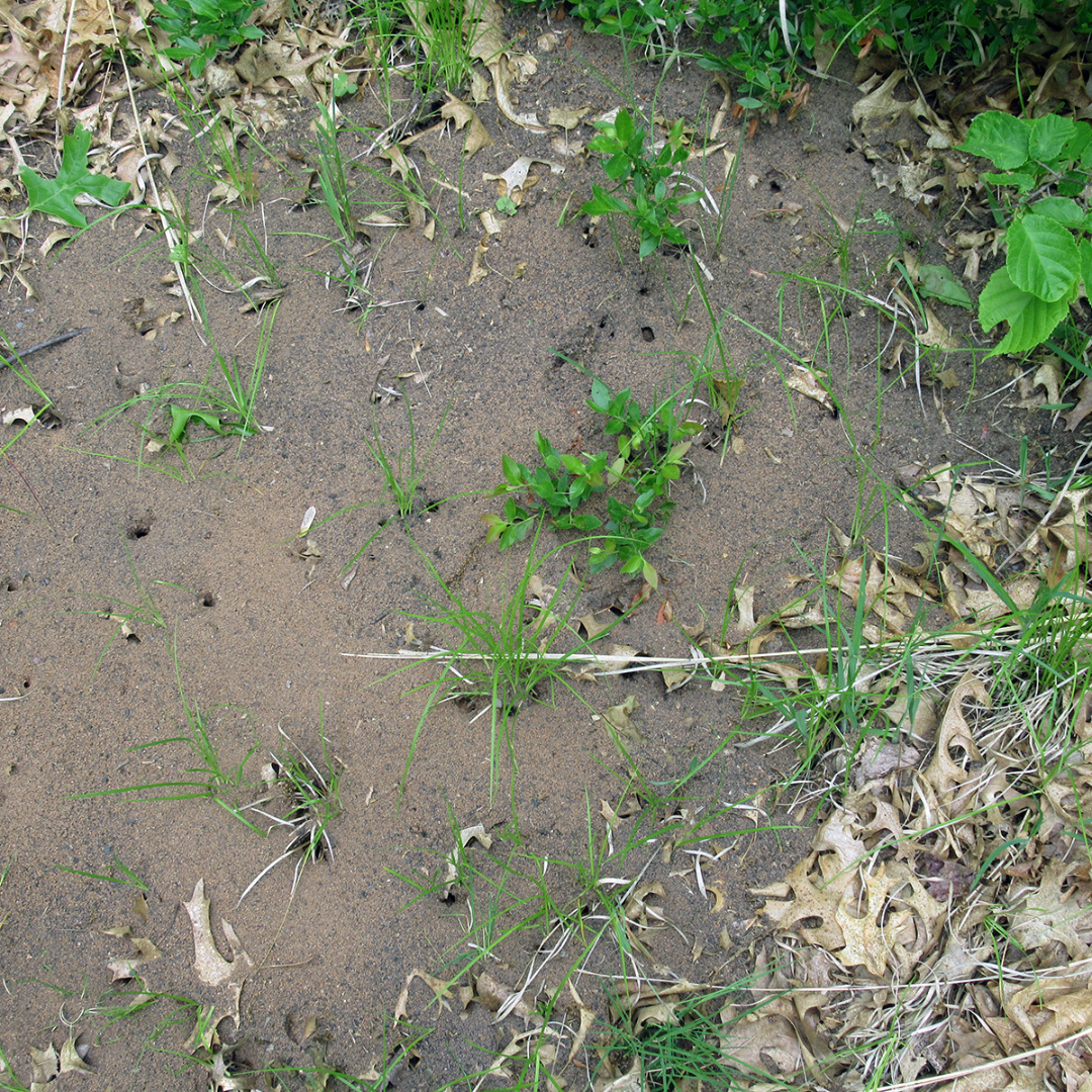 Signs of Field Ants