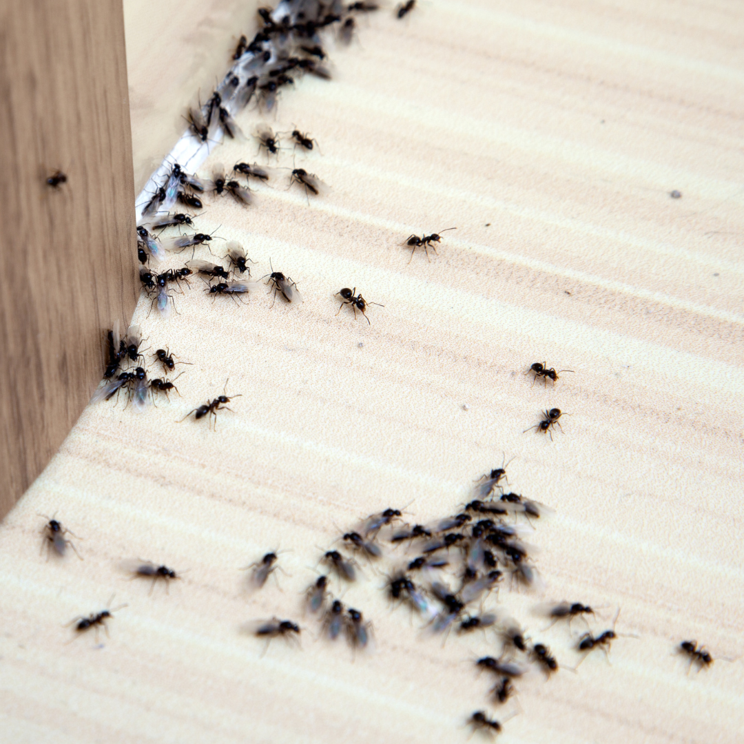 Signs of Odorous House Ants