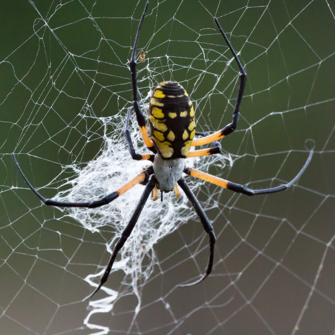 Spider behavior in Minneapolis Minnesota