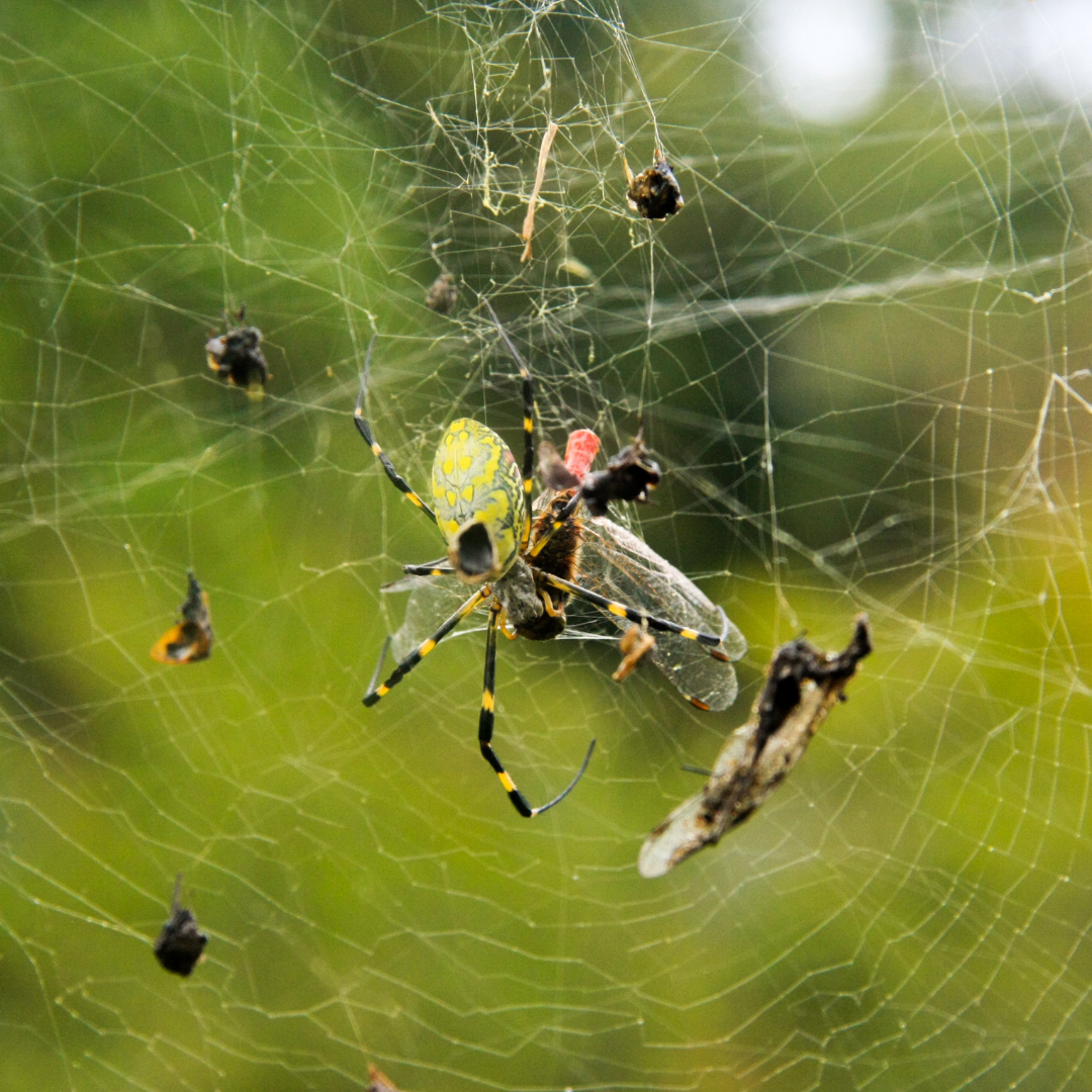 Spiders in Eden Prairie Minnesota