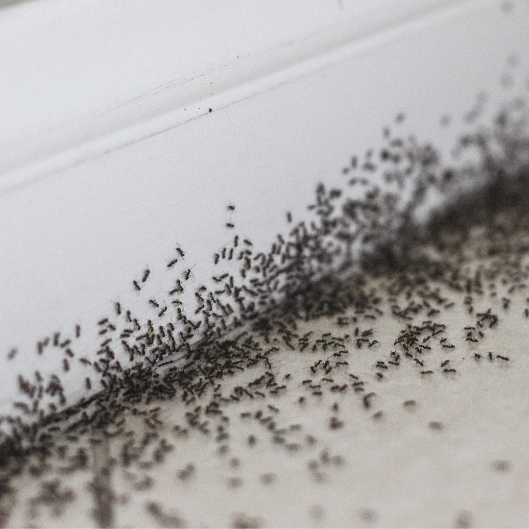 pavement ant inside
