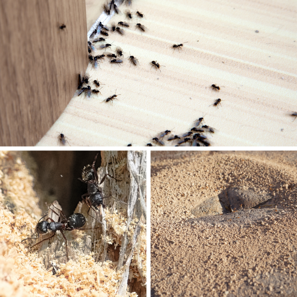 Ants in St. Louis Park Minnesota