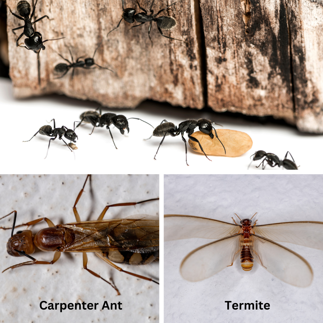Carpenter Ant in St. Paul Minnesota
