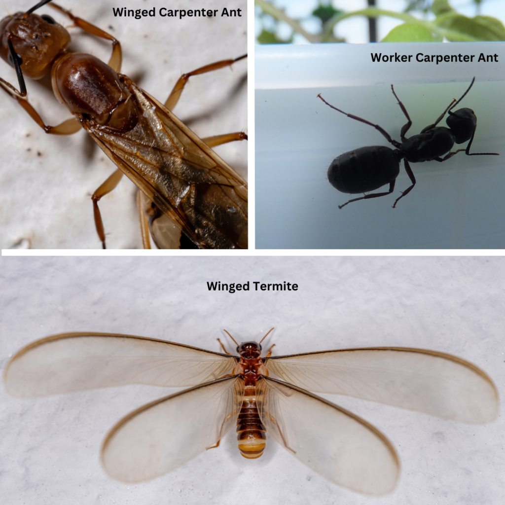 Carpenter Ants are not Termites