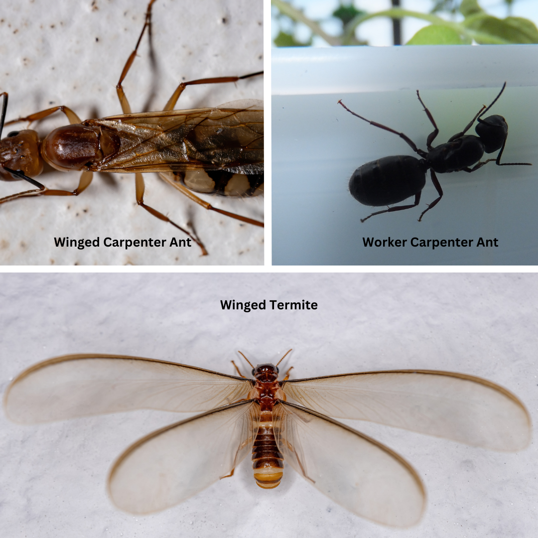 Carpenter Ants are not Termites