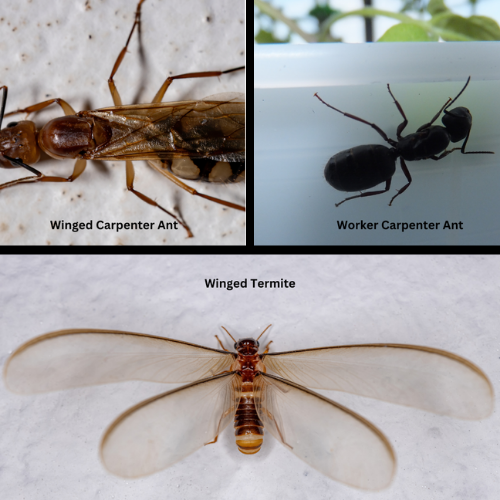 Carpenter Ants in Medina Minnesota