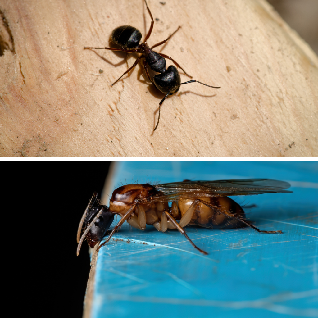 Carpenter Ants in Victoria Minnesota
