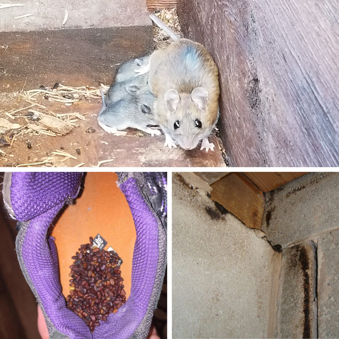 Mouse behavior in Orono Minnesota