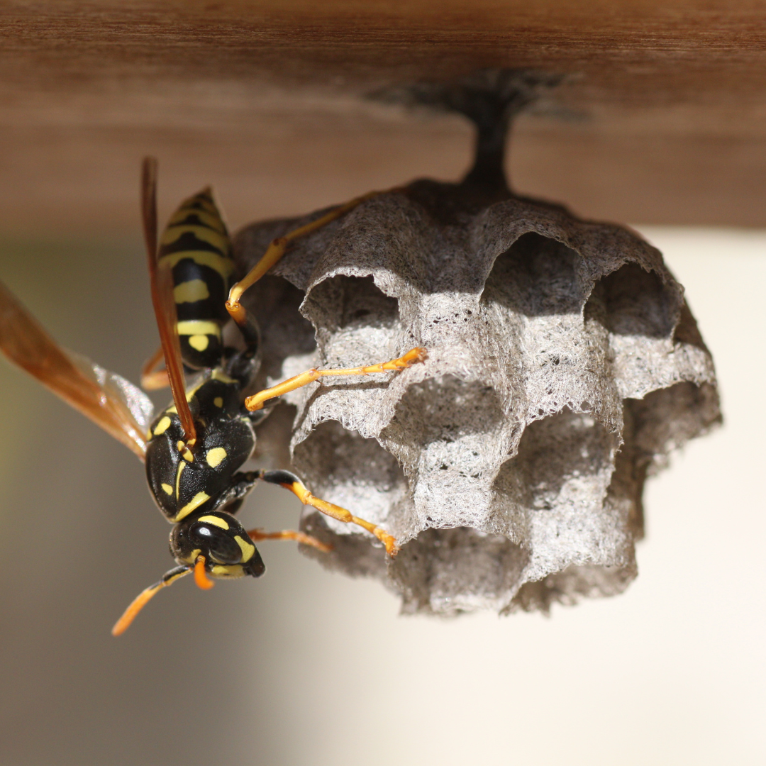 Paper wasps in St. Paul Minnesota