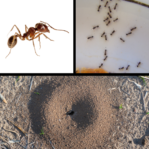 Pavement Ants in Medina Minnesota
