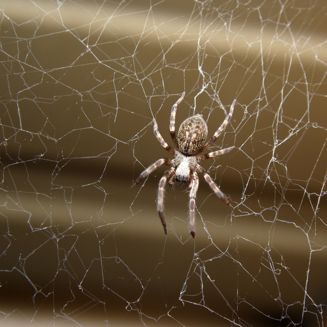 Spider behavior in Maple Grove Minnesota