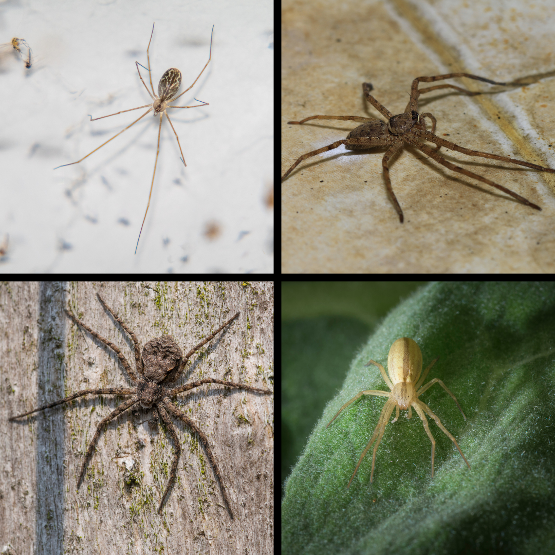Spider identification in Excelsior Minnesota