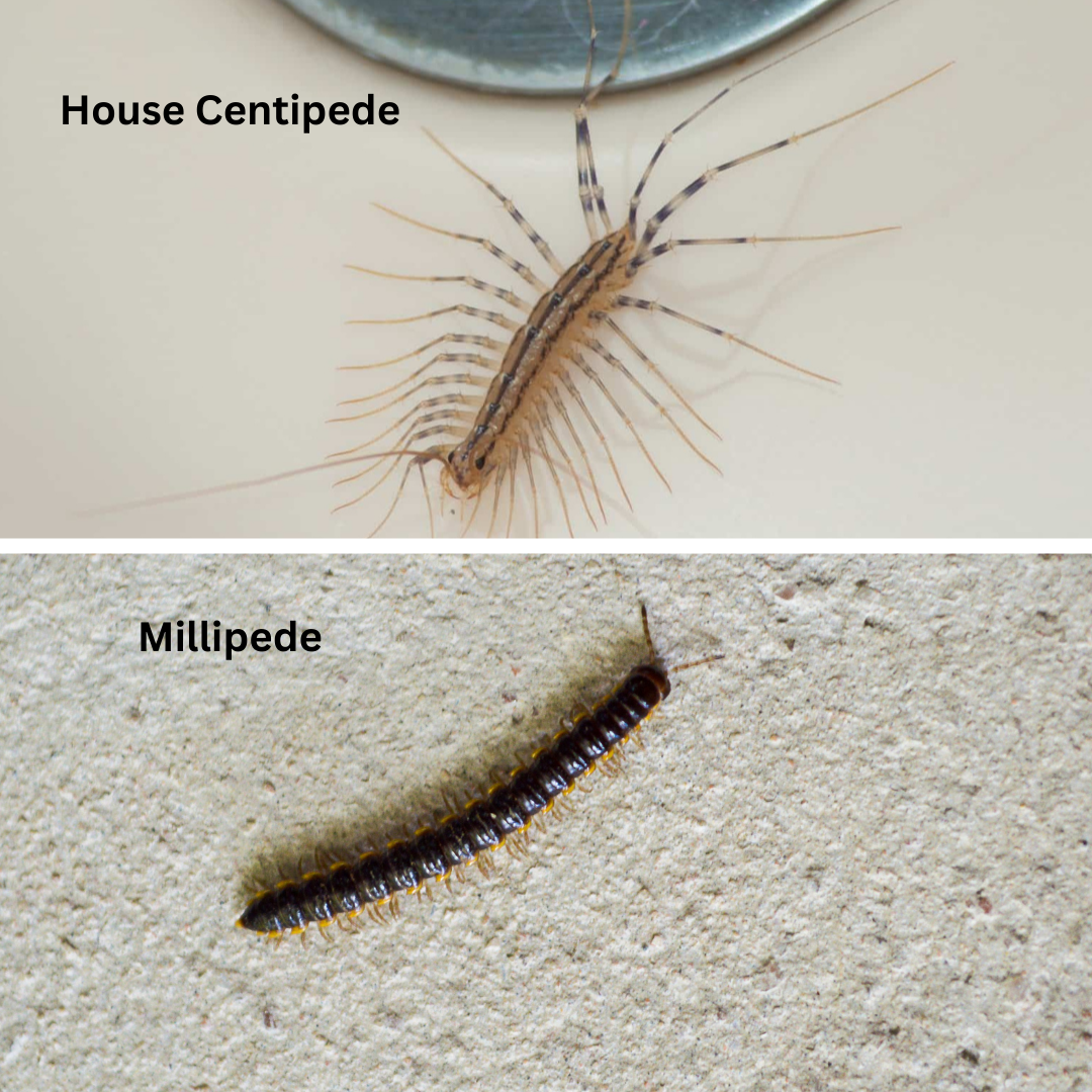 centipedes and millipedes in Minnesota