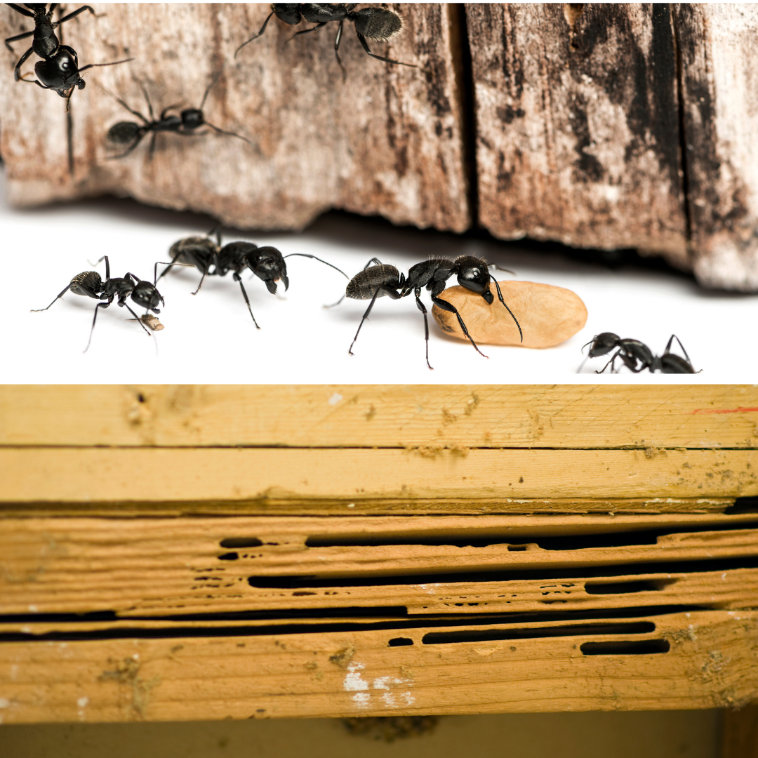 Carpenter ants in Woodbury Minnesota