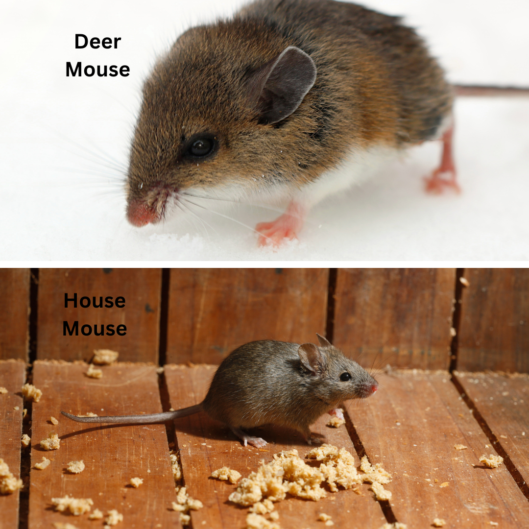 Mice in Stillwater Minnesota